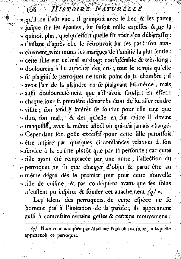 Le Jaco ou Perroquet cendré.