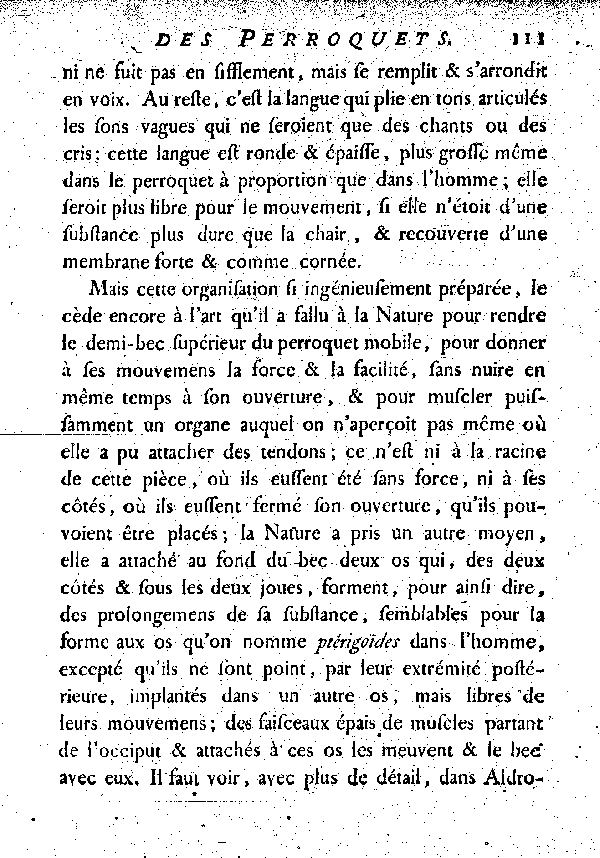 Le Jaco ou Perroquet cendré.