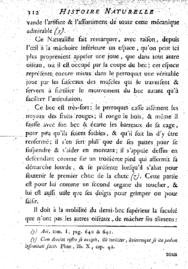 Le Jaco ou Perroquet cendré.