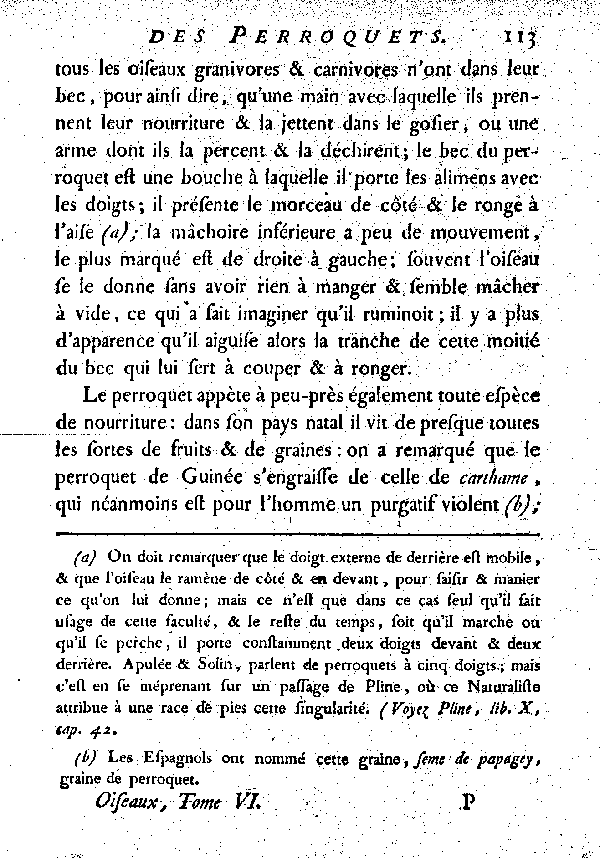 Le Jaco ou Perroquet cendré.