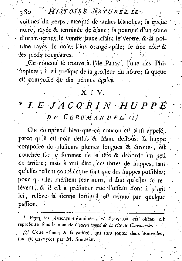 XIV. Le Jacobin huppé de Coromandel.