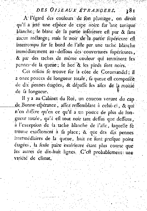 XIV. Le Jacobin huppé de Coromandel.