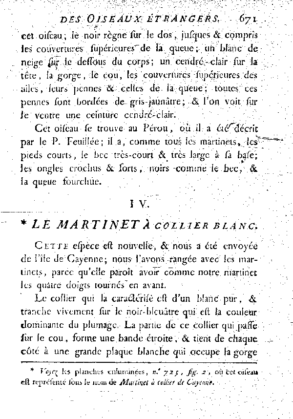 IV. Le Martinet a collier blanc.