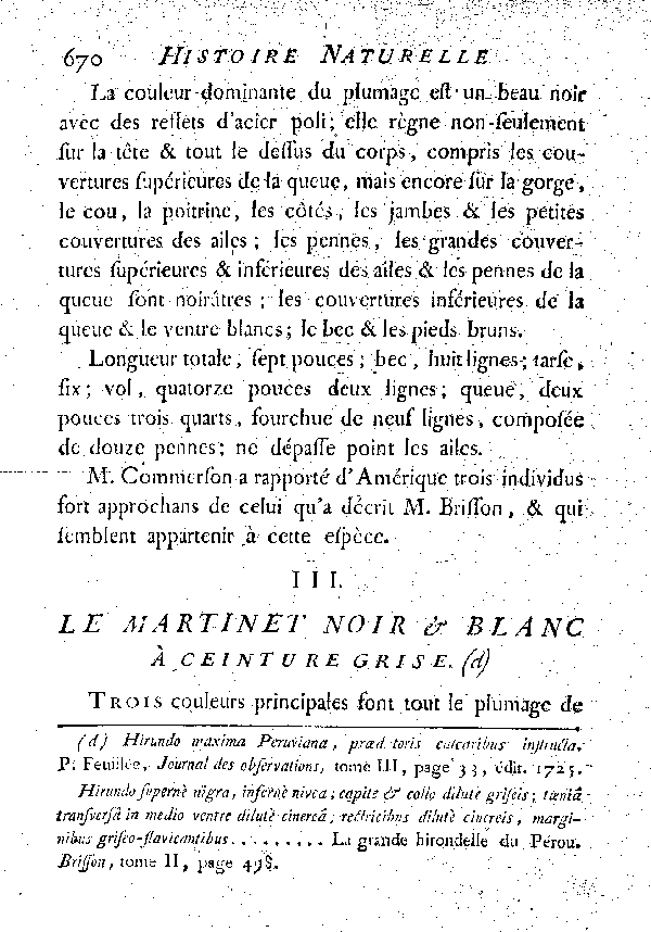 III. Le Martinet noir et blanc à ceinture grise.