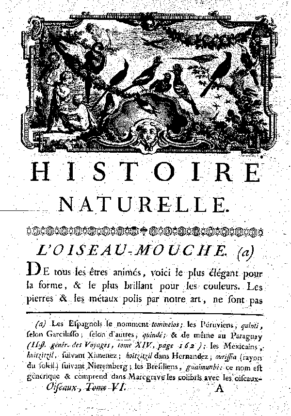 L'OISEAU-MOUCHE.