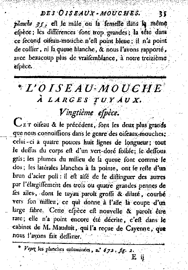 L'Oiseau-mouche à larges tuyaux.