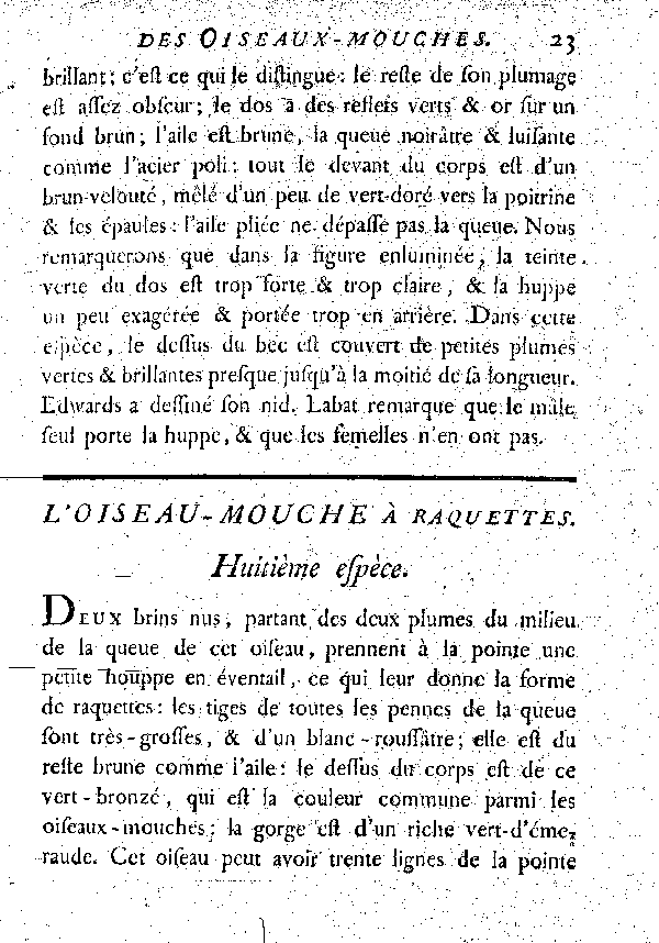 L'Oiseau-mouche à raquettes.