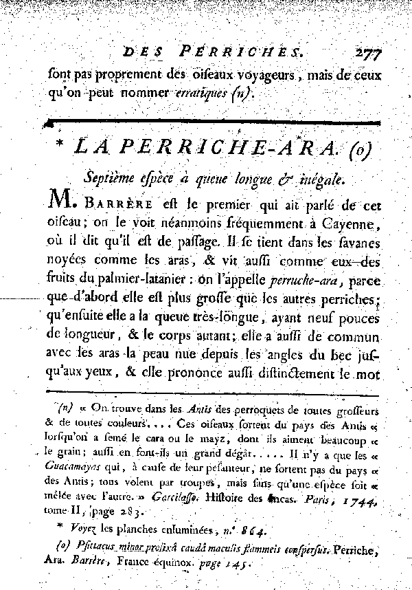 La Perriche - ara. , à queue longue et inégale.