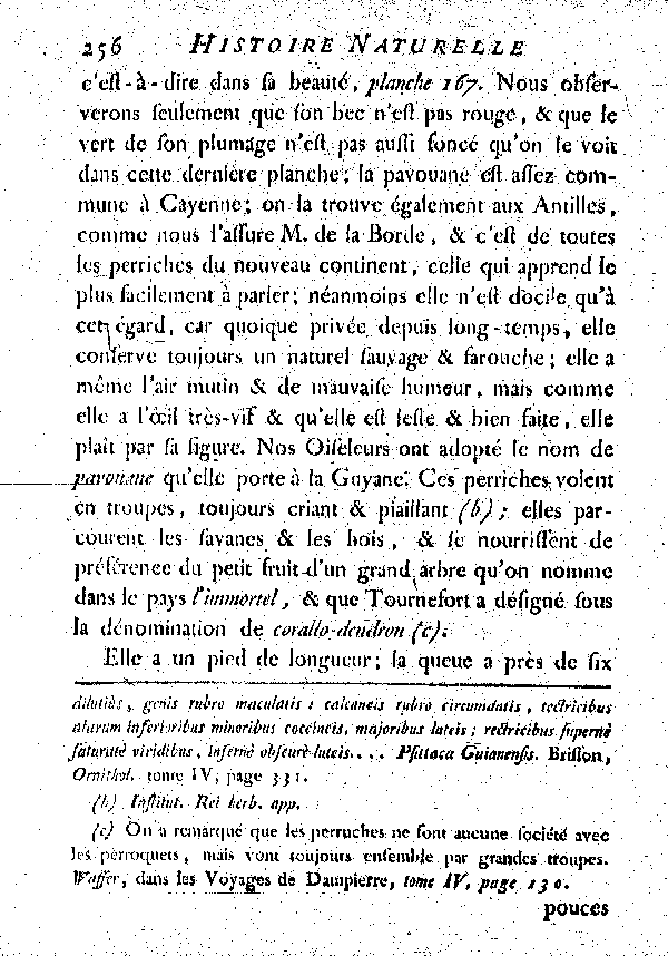 La Perriche pavouane. , à queue longue et égale.