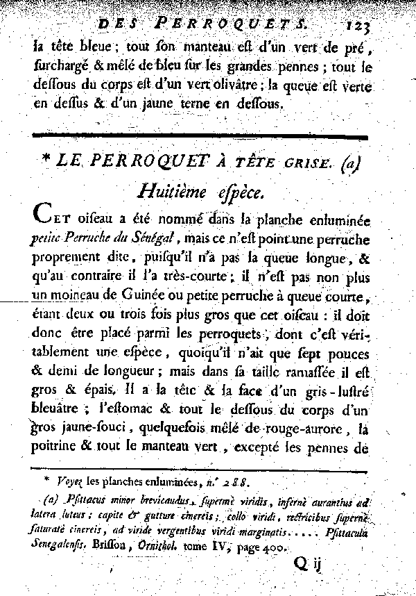 Le Perroquet à tête grise.