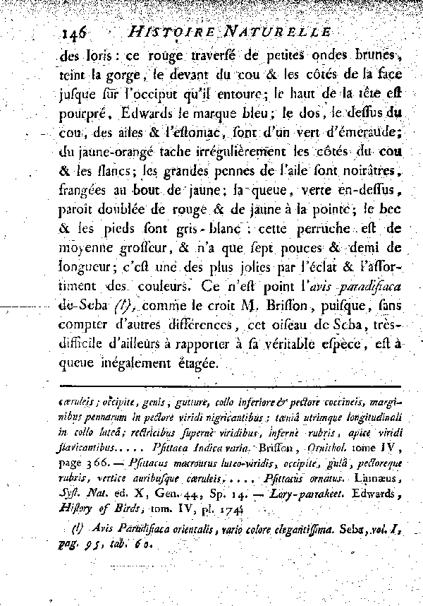 La Perruche-lori. , à queue longue et égale.