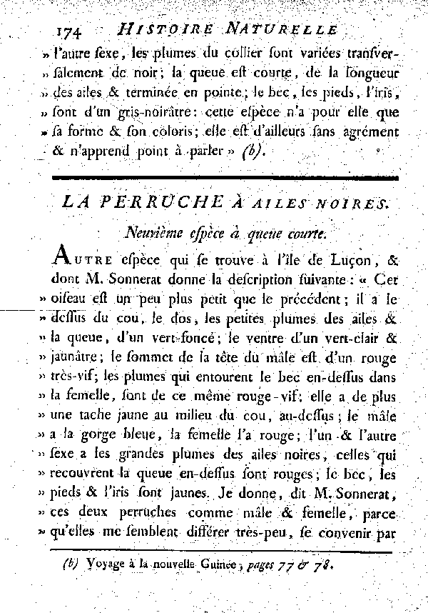 La Perruche à ailes noires. , à queue courte.