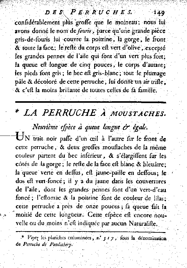 La Perruche à moustache. , à queue longue et égale.