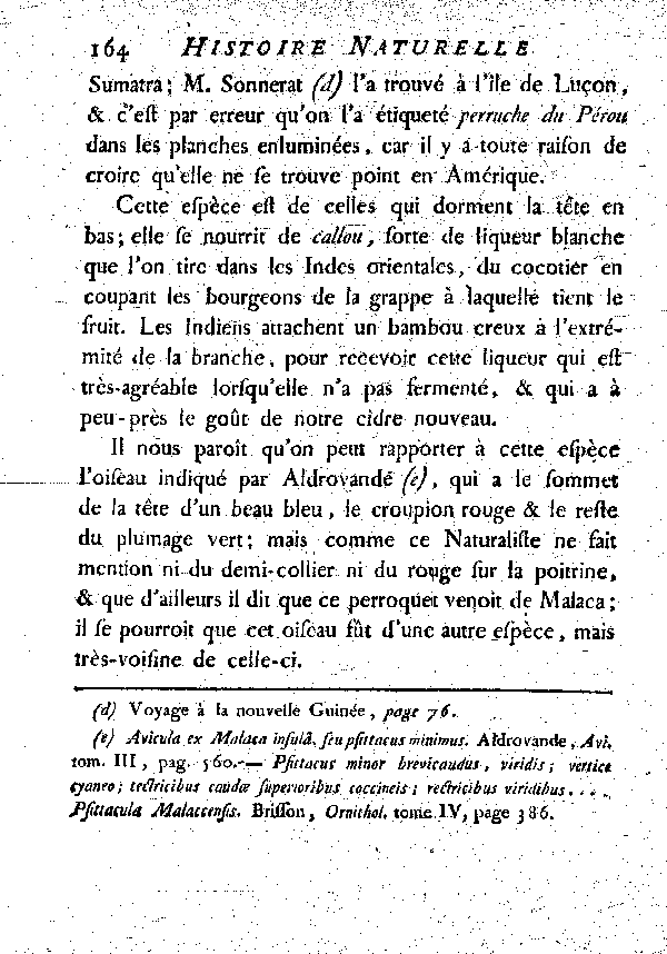 La Perruche à tête bleue. , à queue courte.