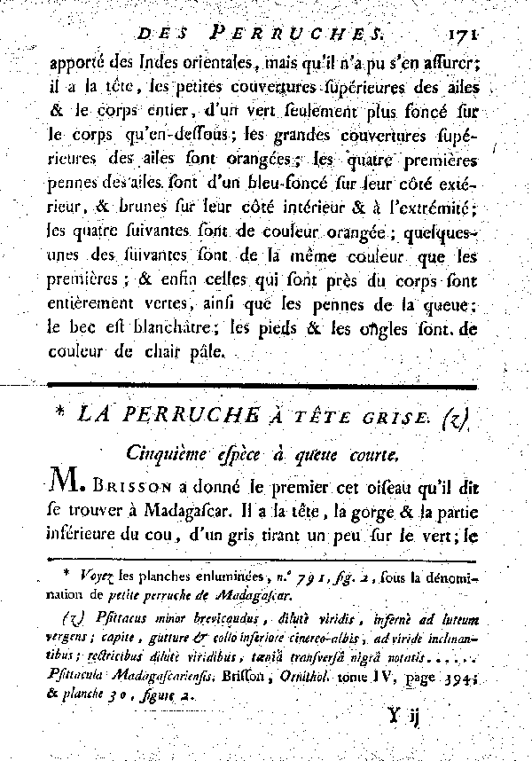 La Perruche à tête grise. , à queue courte.