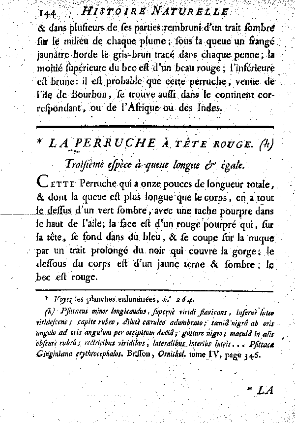 La Perruche à tête rouge. , à queue longue et égale.