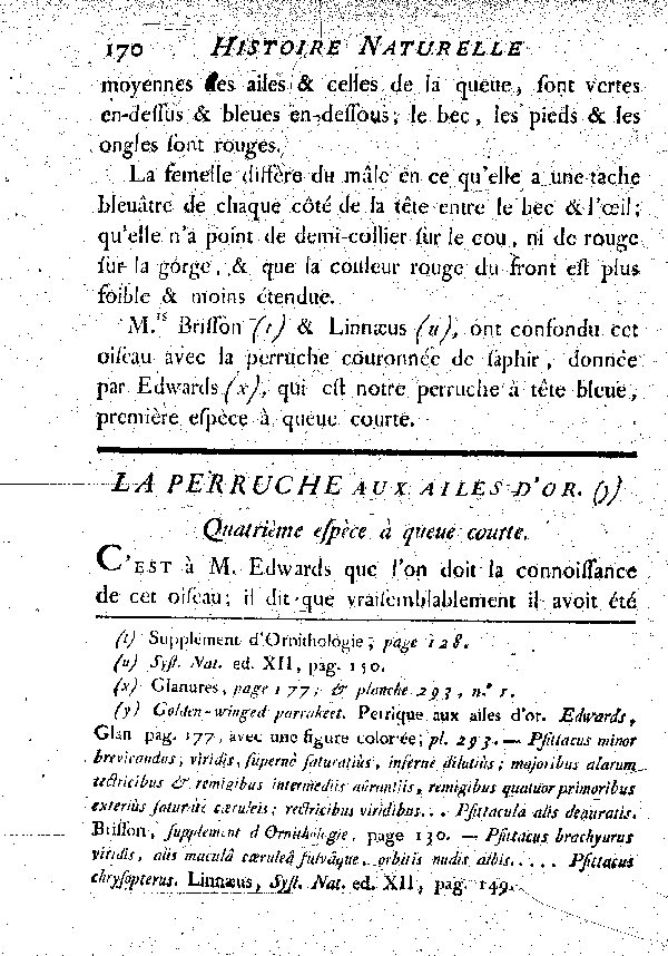 La Perruche aux ailes d'or. , à queue courte.