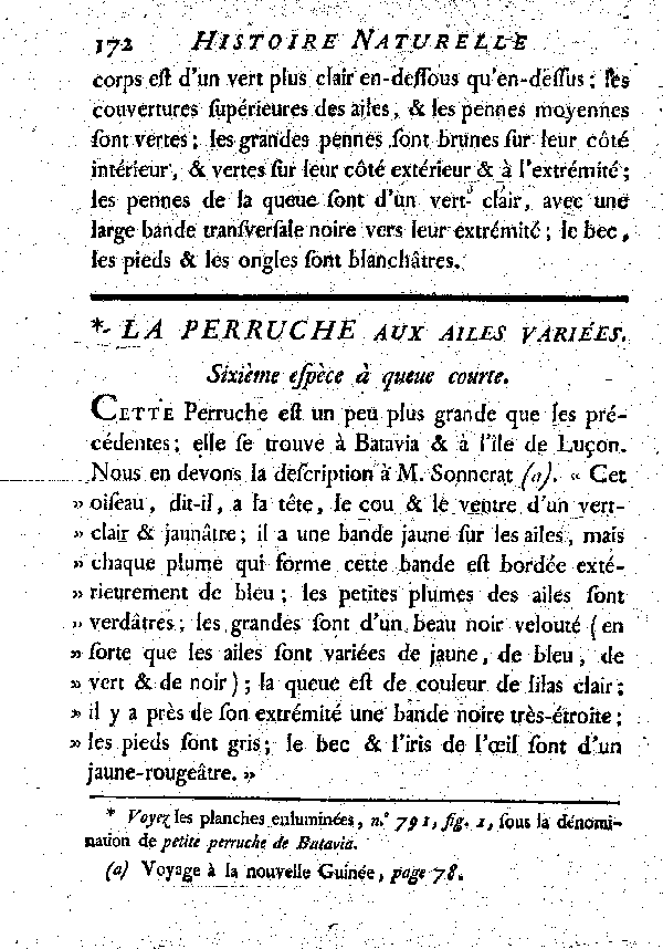 La Perruche aux ailes variées. , à queue courte.