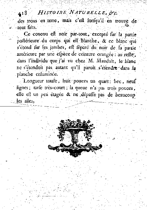 X. Le petit Coucou noir de Cayenne.