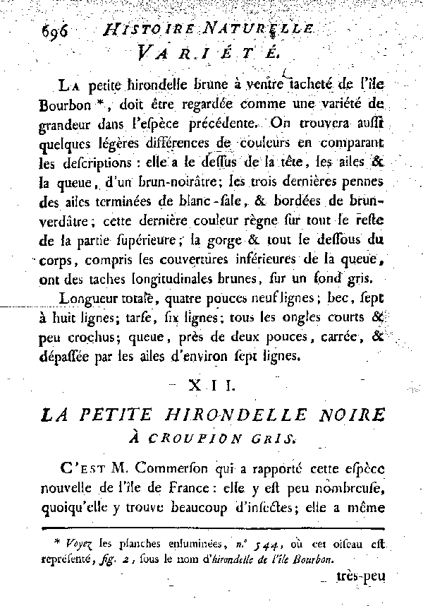 XII. La petite Hirondelle noire à croupion gris.