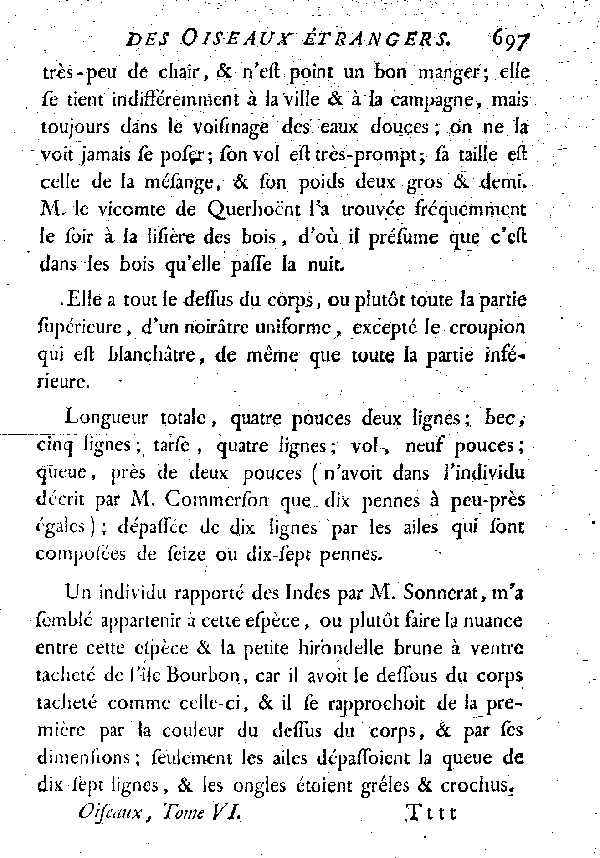 XII. La petite Hirondelle noire à croupion gris.