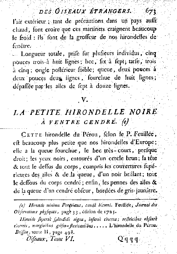 V. La petite Hirondelle noire à ventre cendré.