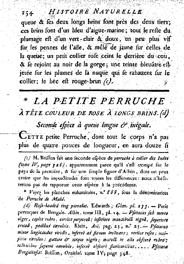 La petite Perruche à tête couleur de rose à longs brins, à queue longue et inégale.