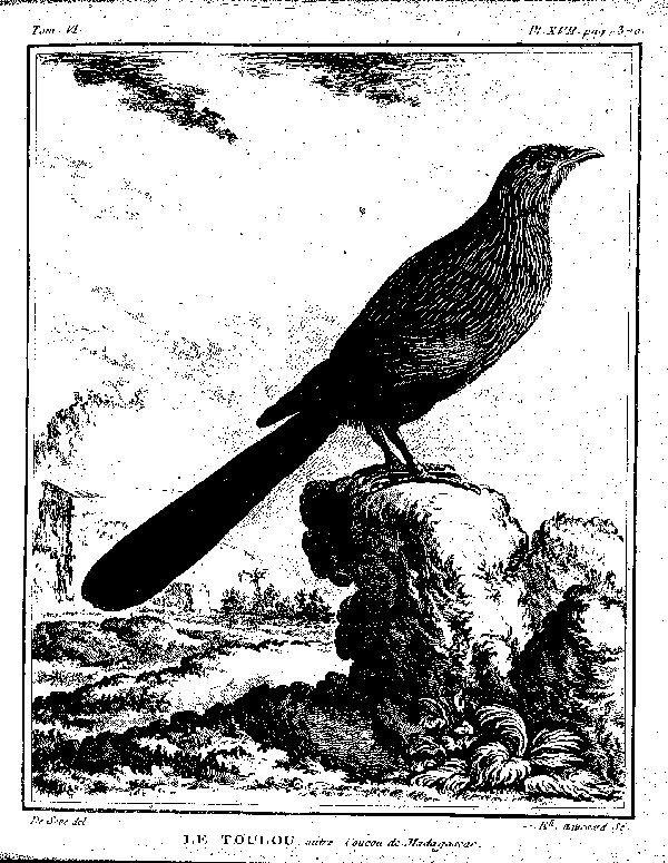 VI. Le Rufalbin.