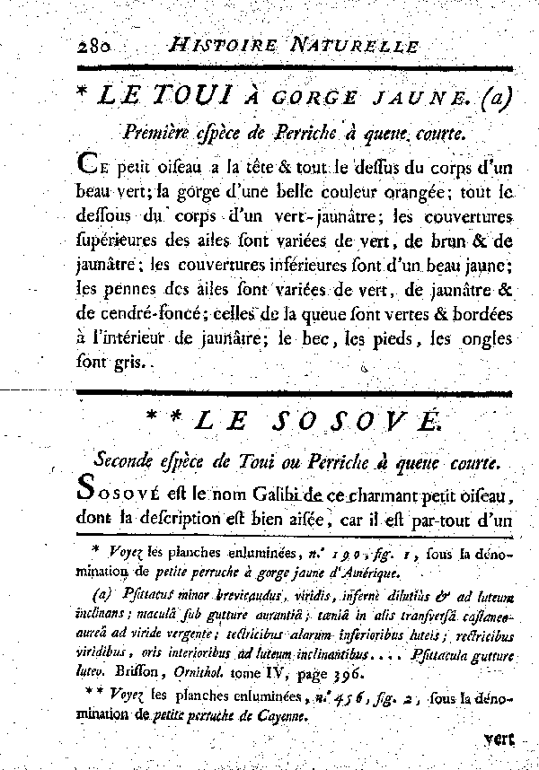 Le Sofové. de Toui ou Perriche à queue courte.