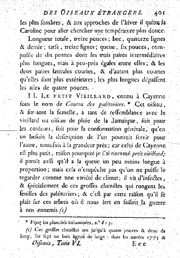 Variété du Vieillard ou Oiseau de pluie.