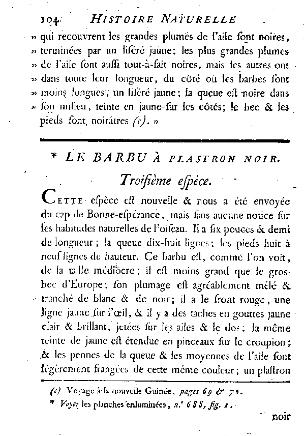 Le Barbu à plastron noir.