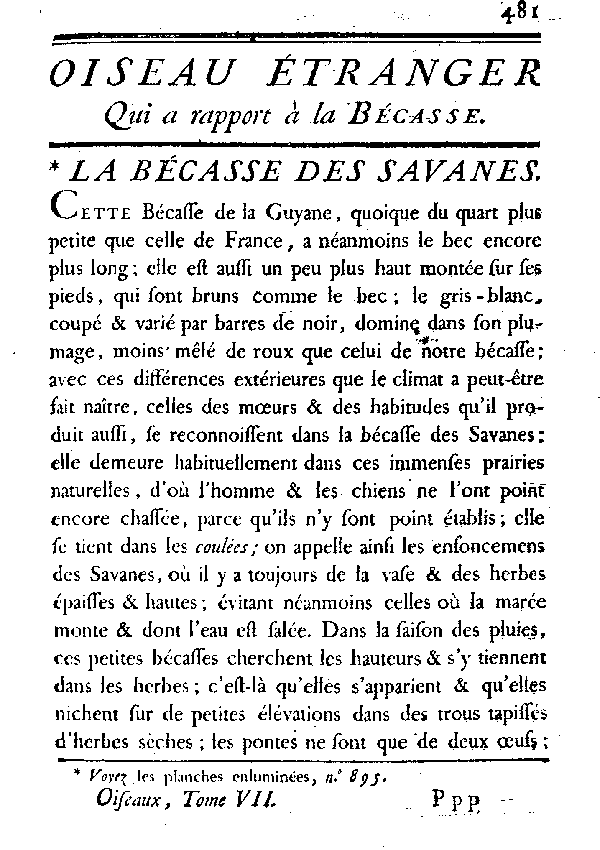 Le Bécasse des savannes.