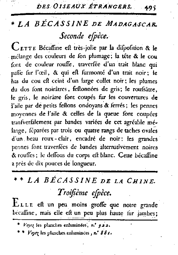 La Bécassine de la Chine.