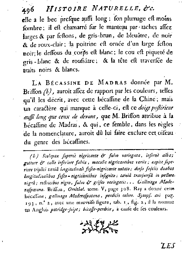 La Bécassine de la Chine.