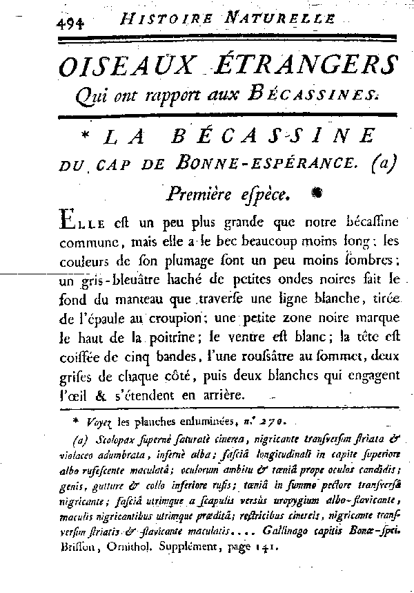 La Bécassine du cap de Bonne-espérance.