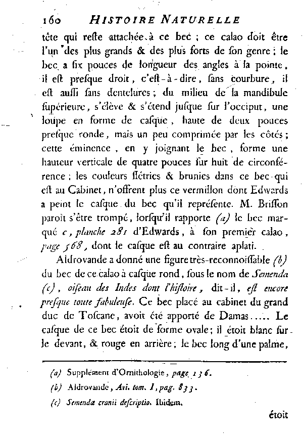 Le Calao à casque rond.