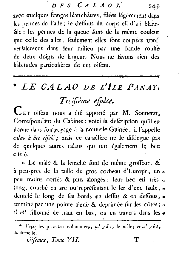 Le Calao de l'île Panay.