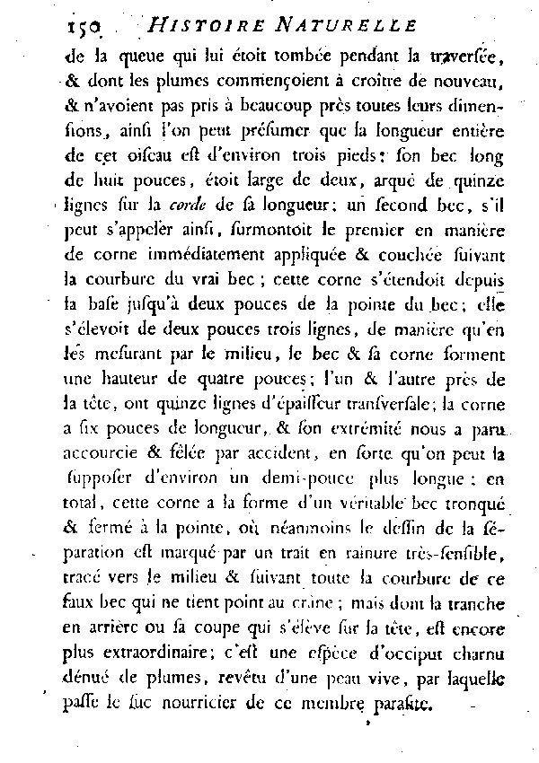 Le Calao de Malabar.