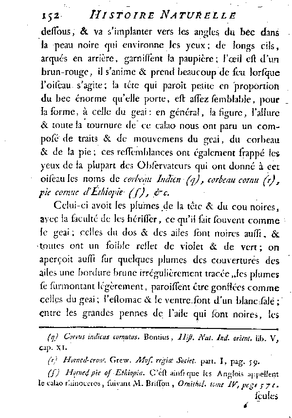 Le Calao de Malabar.