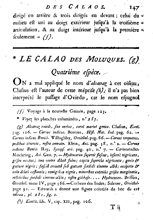 Le Calao des Moluques.