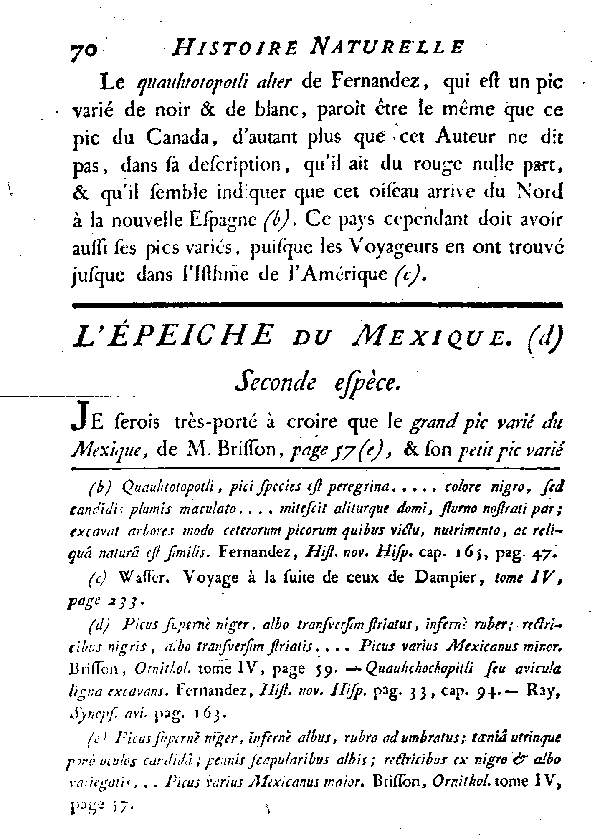 L'épeiche du Mexique.