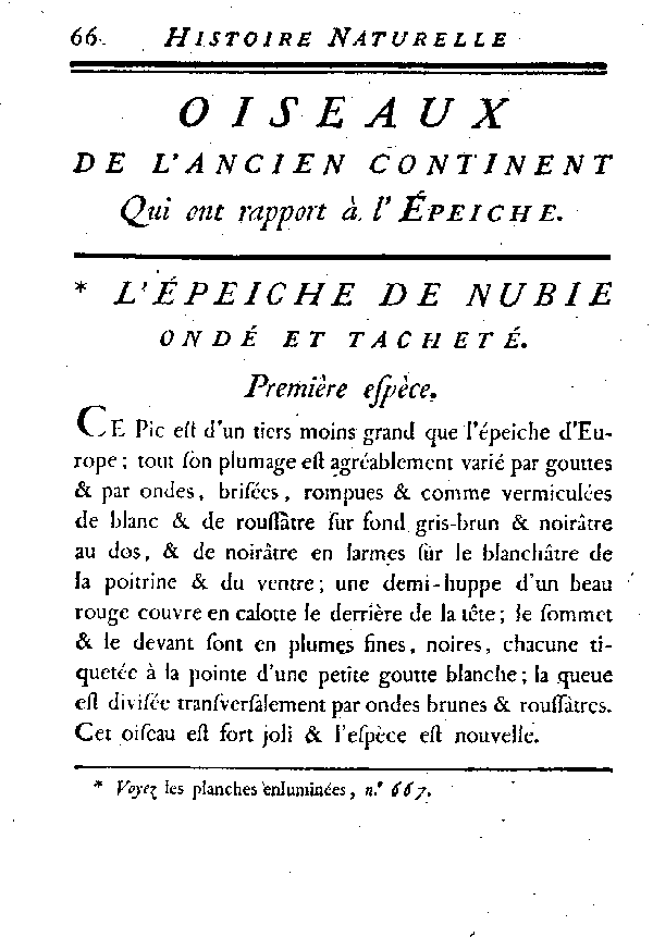 L'épeiche ondé et tacheté de Nubie.