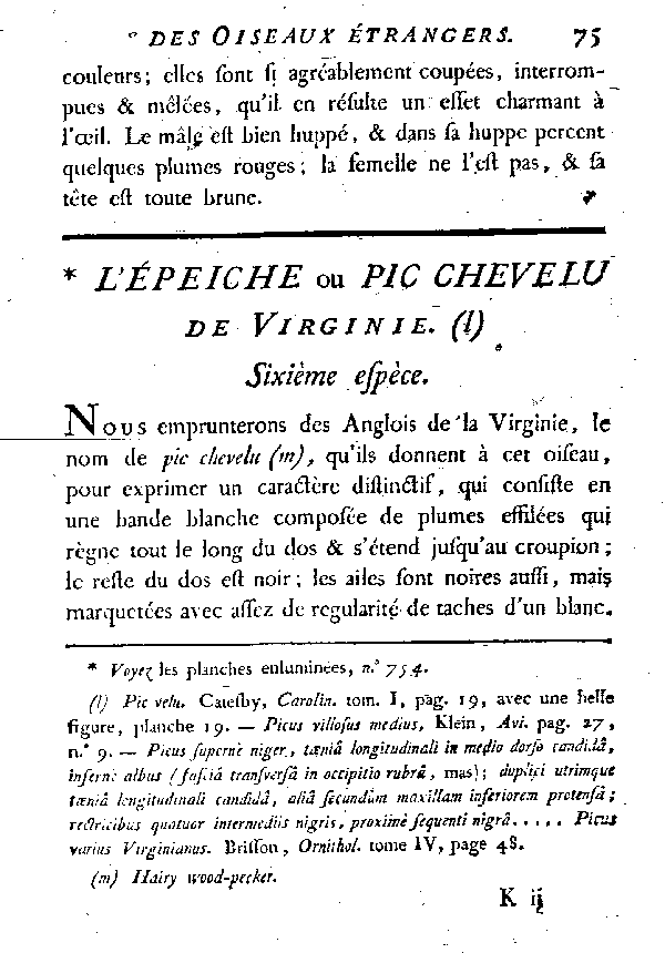 L'épeiche ou Pic chevelu de Virginie.