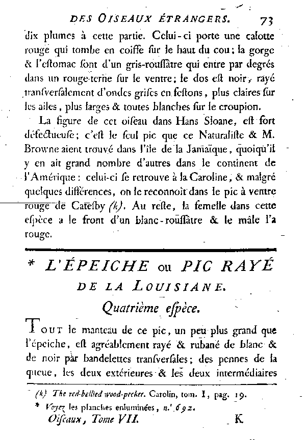 L'épeiche ou Pic rayé de la Louisiane.