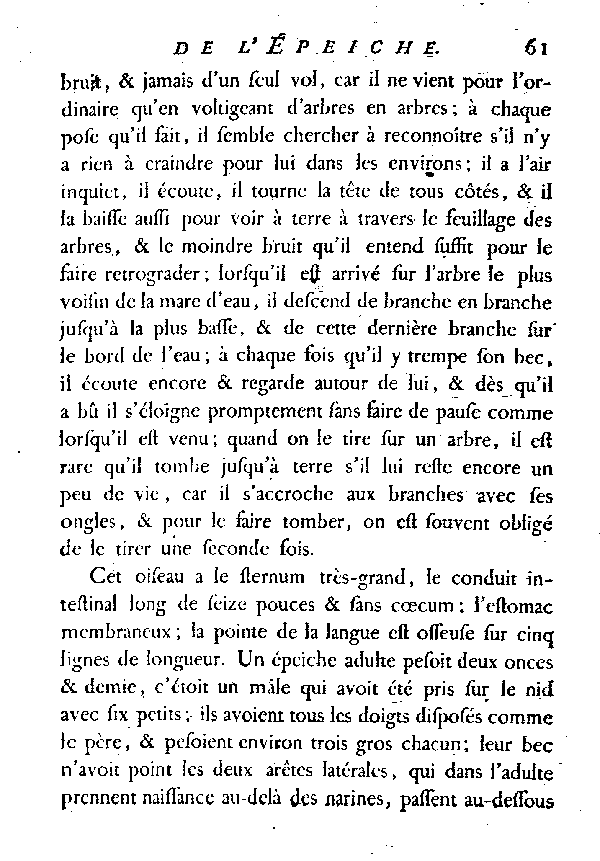 L'éPEICHE ou le Pic varié.