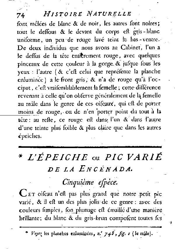 L'épeiche ou Pic varié de la Encénada.