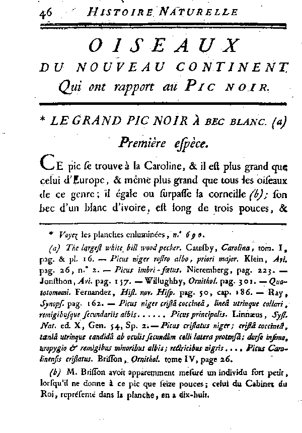 Le grand Pic noir à bec blanc.