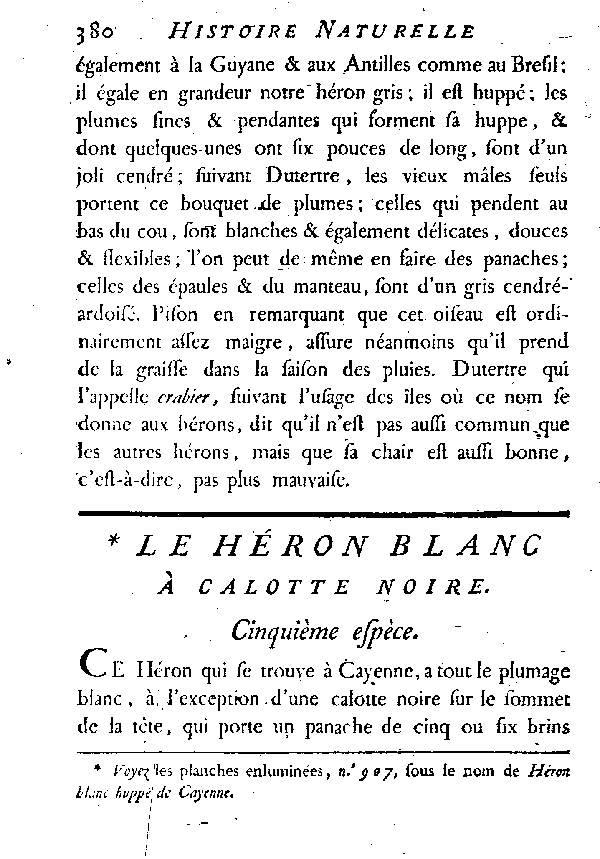 Le Héron blanc à calotte noire.