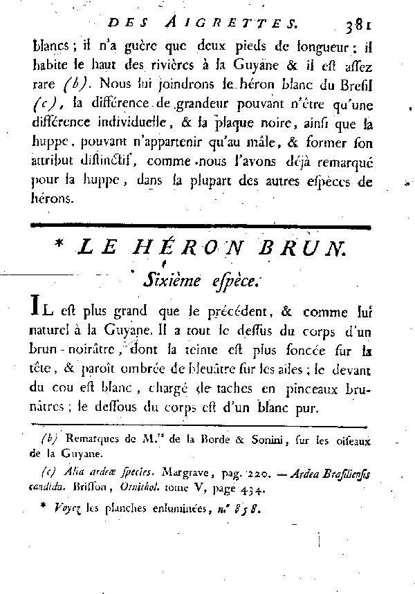 Le Héron brun.