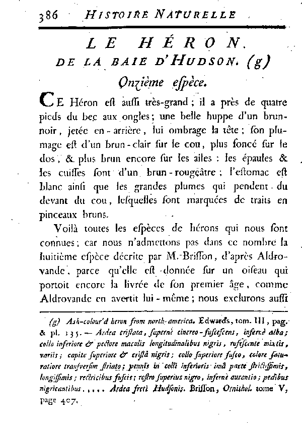 Le Héron de la baie d'Hudson.